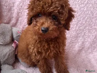 Poedel Toy honden Toypoedel puppy’s – liefdevolle gezinnen gezocht - Advertentie 3