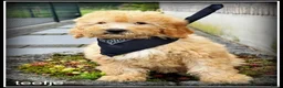 Labradoodle honden te koop: Labradoodle f4 pups. Mogen het nest verlaten. - Advertentie 3