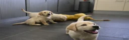 Labrador Retriever honden te koop: Knappe Labrador pups met stamboom ! - Advertentie 18