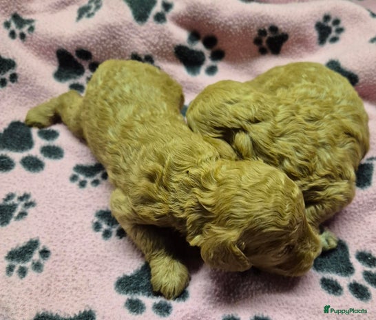 Dwergpoedel honden - Advertentie 2