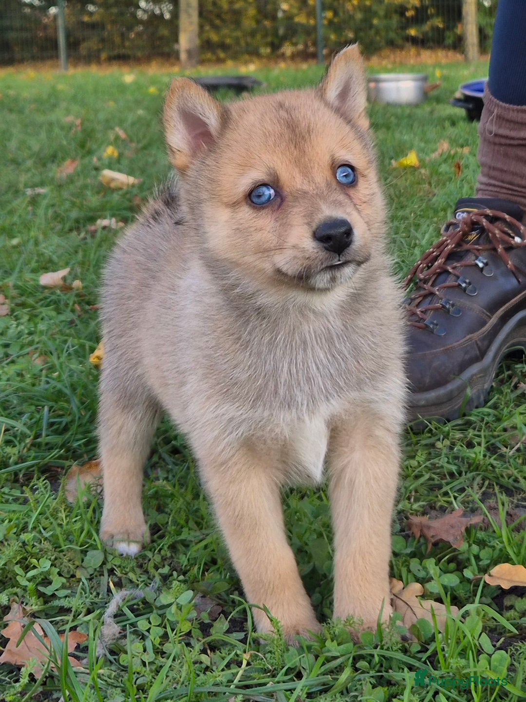 Kruising honden te koop: Pomsky x Shiba inu pups - Advertentie 14