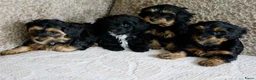 Kruising honden te koop: Maltipoo black & tan  een zwart met witte bles - Advertentie 10