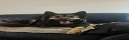 Kruising honden te koop: Eurasier/Duitse Herder x Golden Retriever pups - Advertentie 1