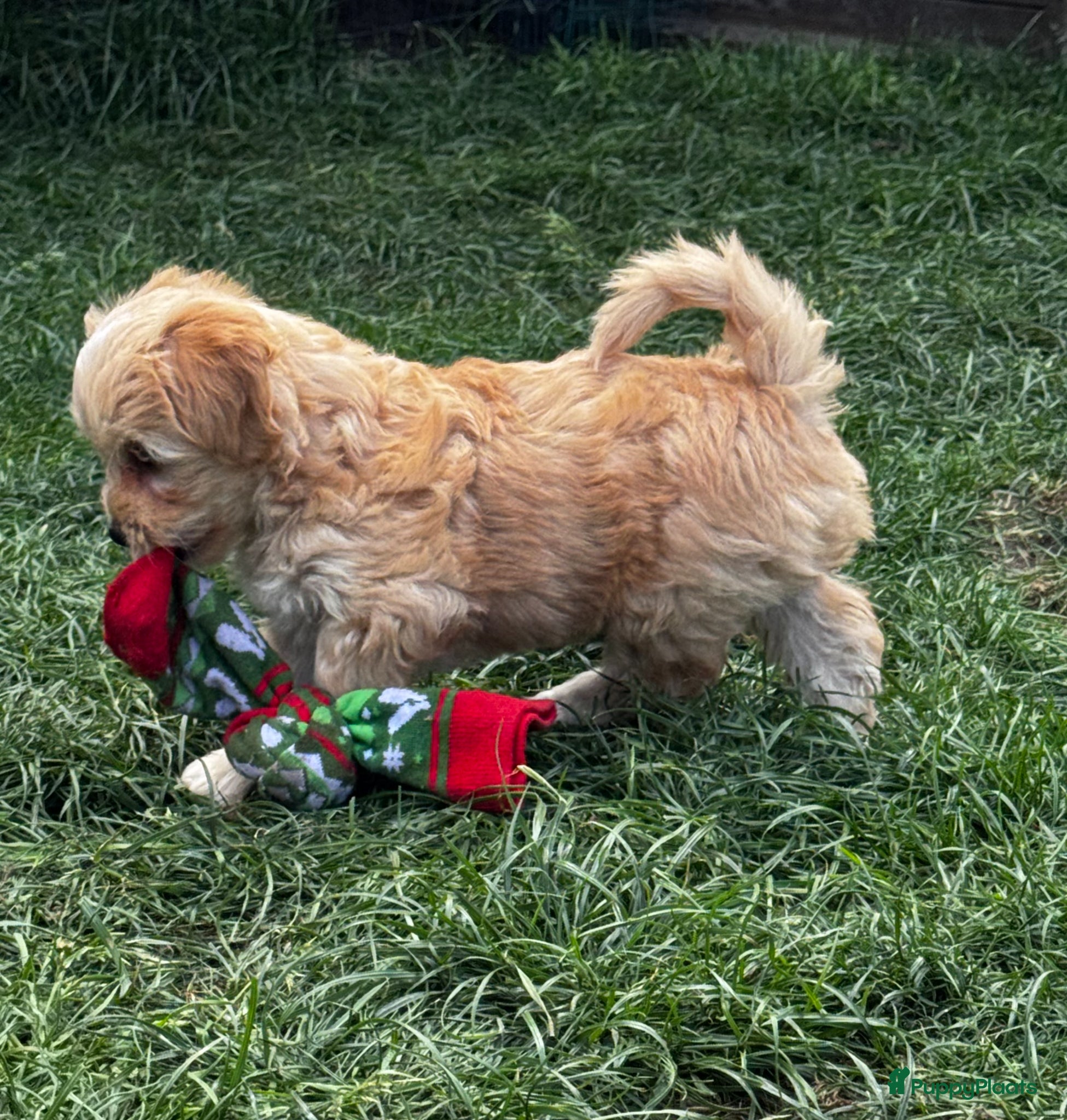 Maltipoo honden Maltipoo pups te koop - Advertentie 1