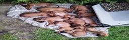 Rhodesian Ridgeback honden te koop: Rhodesian Ridgeback pups met stamboom  in Apeldoorn - Advertentie 4