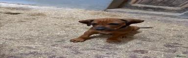 Rhodesian Ridgeback Puppy 8