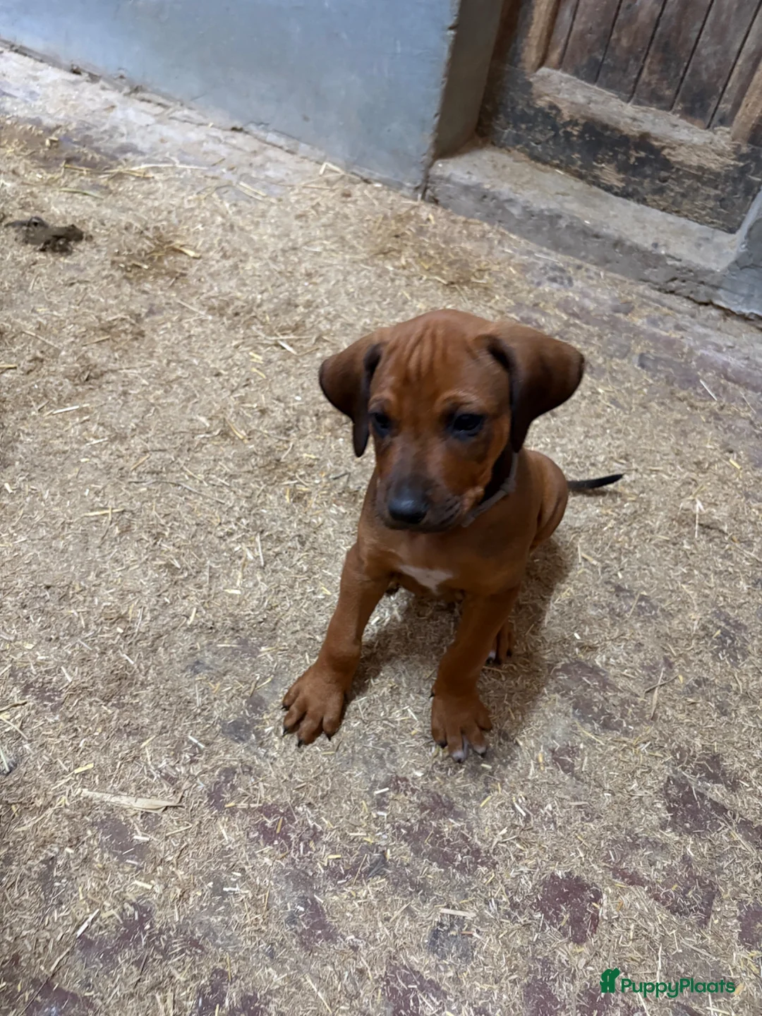 Rhodesian Ridgeback honden te koop: rhodesian ridgeback pups  - Advertentie 2