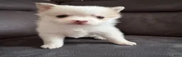 Pomsky honden te koop: Pomeriaan pomsky pups - Advertentie 10