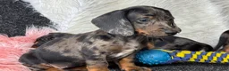 Teckel (korthaar)  honden te koop: Dwergteckel pups  in Vlagtwedde - Advertentie 2