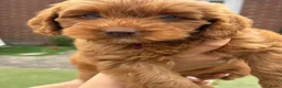 Labradoodle honden te koop: Kleine medium exclusieve blue eyes (F4 teefjes) - Advertentie 8