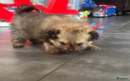 Pomeriaan honden te koop: Pomeranian /pomeriaan pups - Afbeelding 8