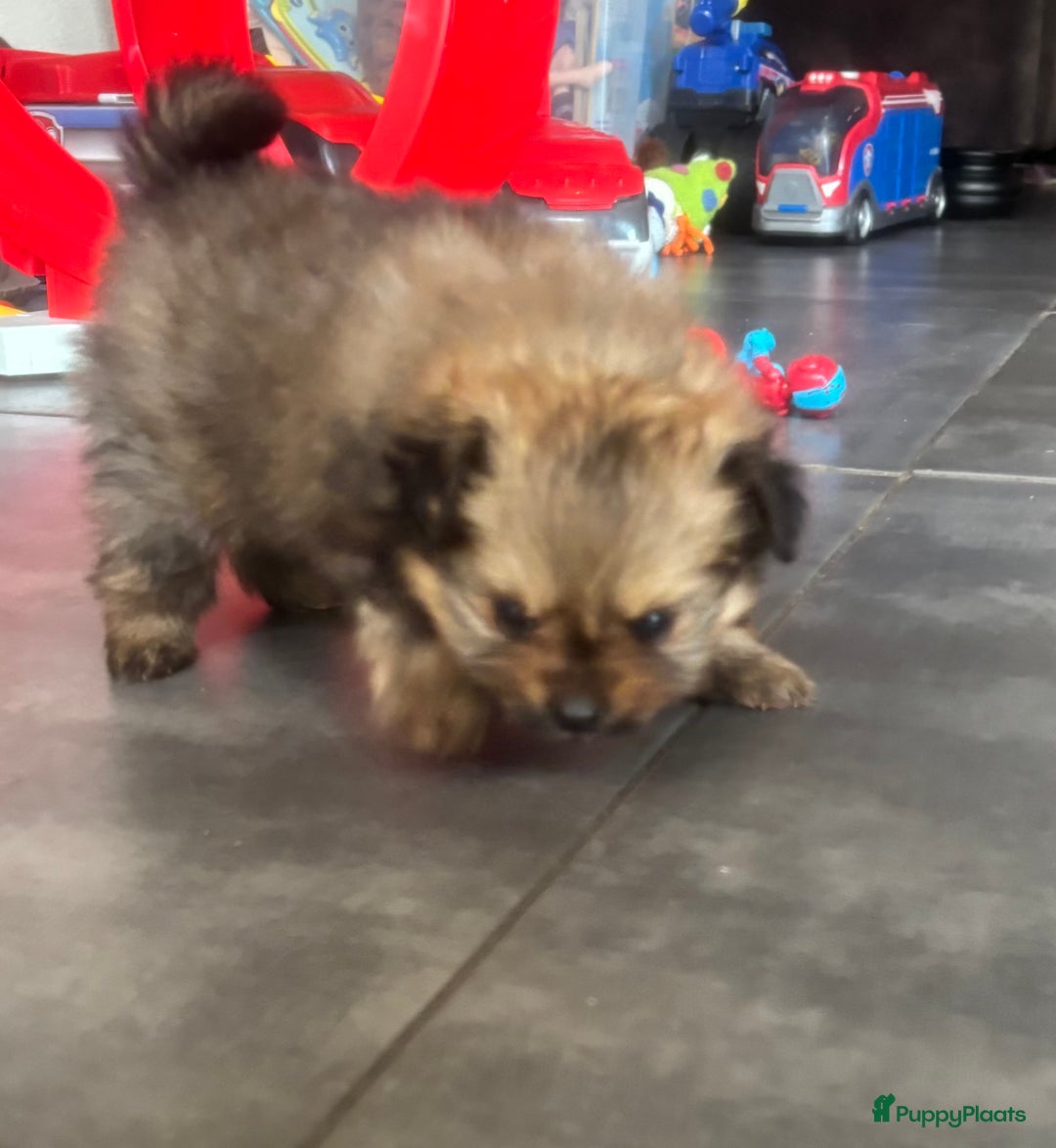 Pomeriaan honden te koop: Pomeranian /pomeriaan pups - Afbeelding 8