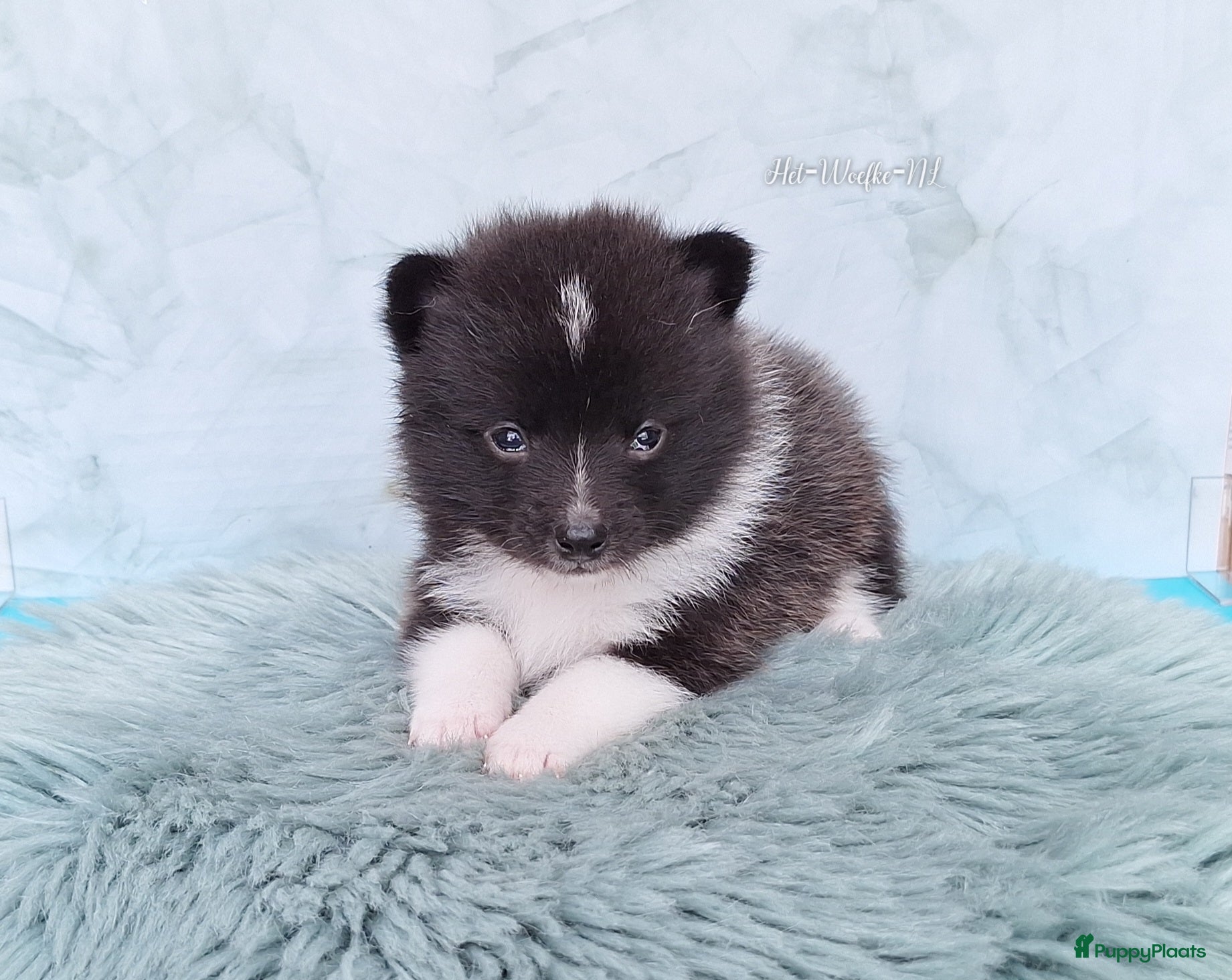 Pomsky honden te koop: Futs 💙 F1b pomsky reu - Advertentie 4