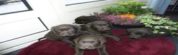 Labrador Retriever honden te koop: Zeer labrador pups ouder met stamboom  - Advertentie 3