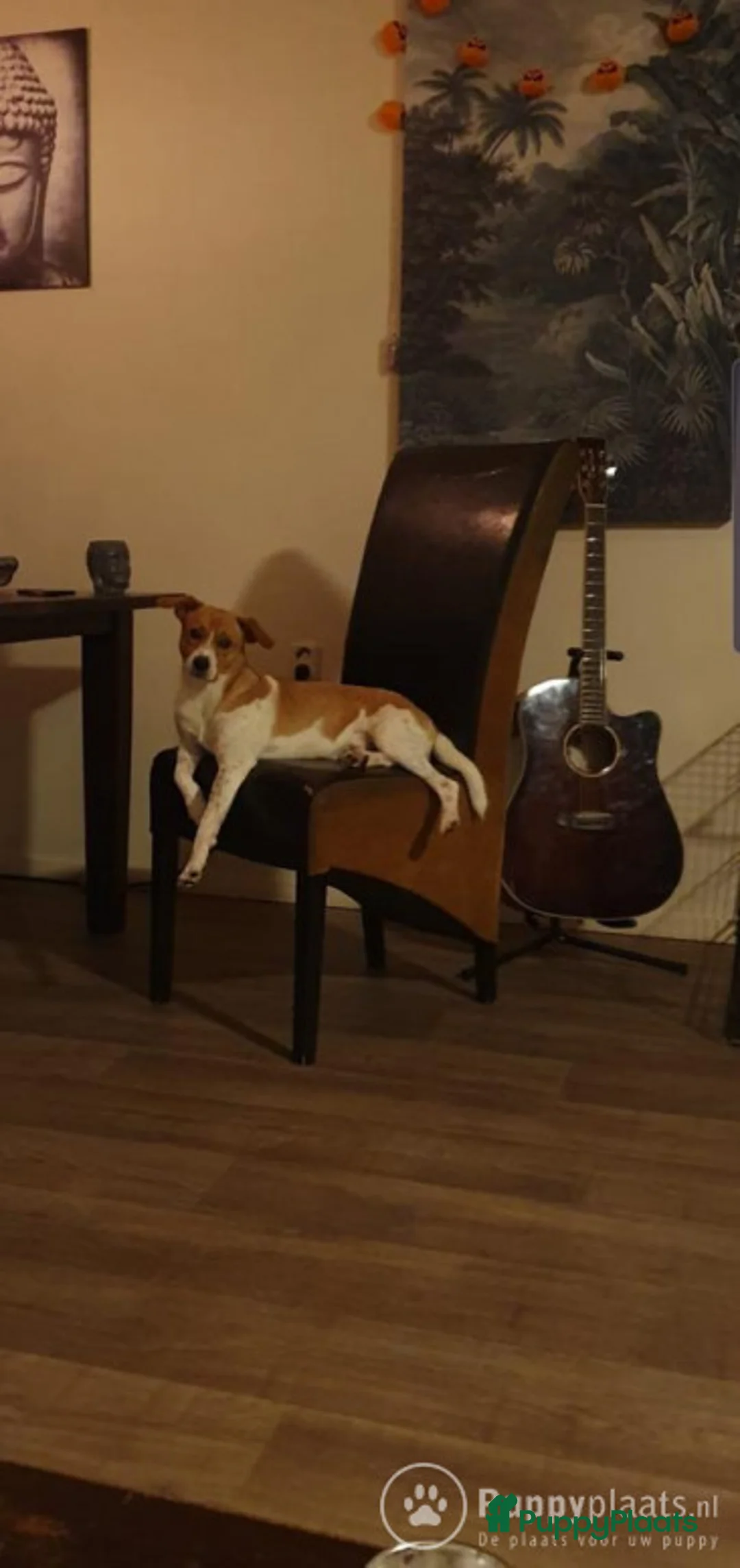 Kruising honden ter dekking: Dekreu boerenfox in Den Bosch - Advertentie 3