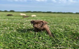 Labrador Retriever honden te koop: Lieve labrador pups - Afbeelding 5