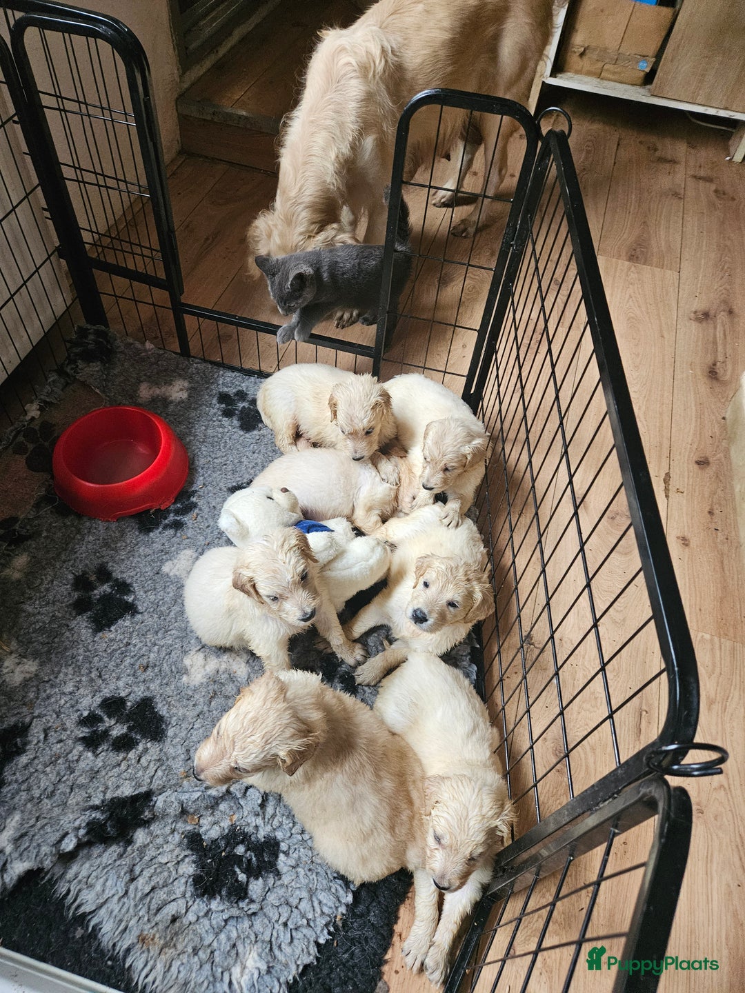 Flatcoated Retriever honden te koop: Te koop prachtige Gele Flatcoated Retriever Pups  - Advertentie 5