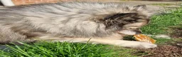 Keeshond honden ter adoptie: Keeshond teef gesterliseerd - Advertentie 3