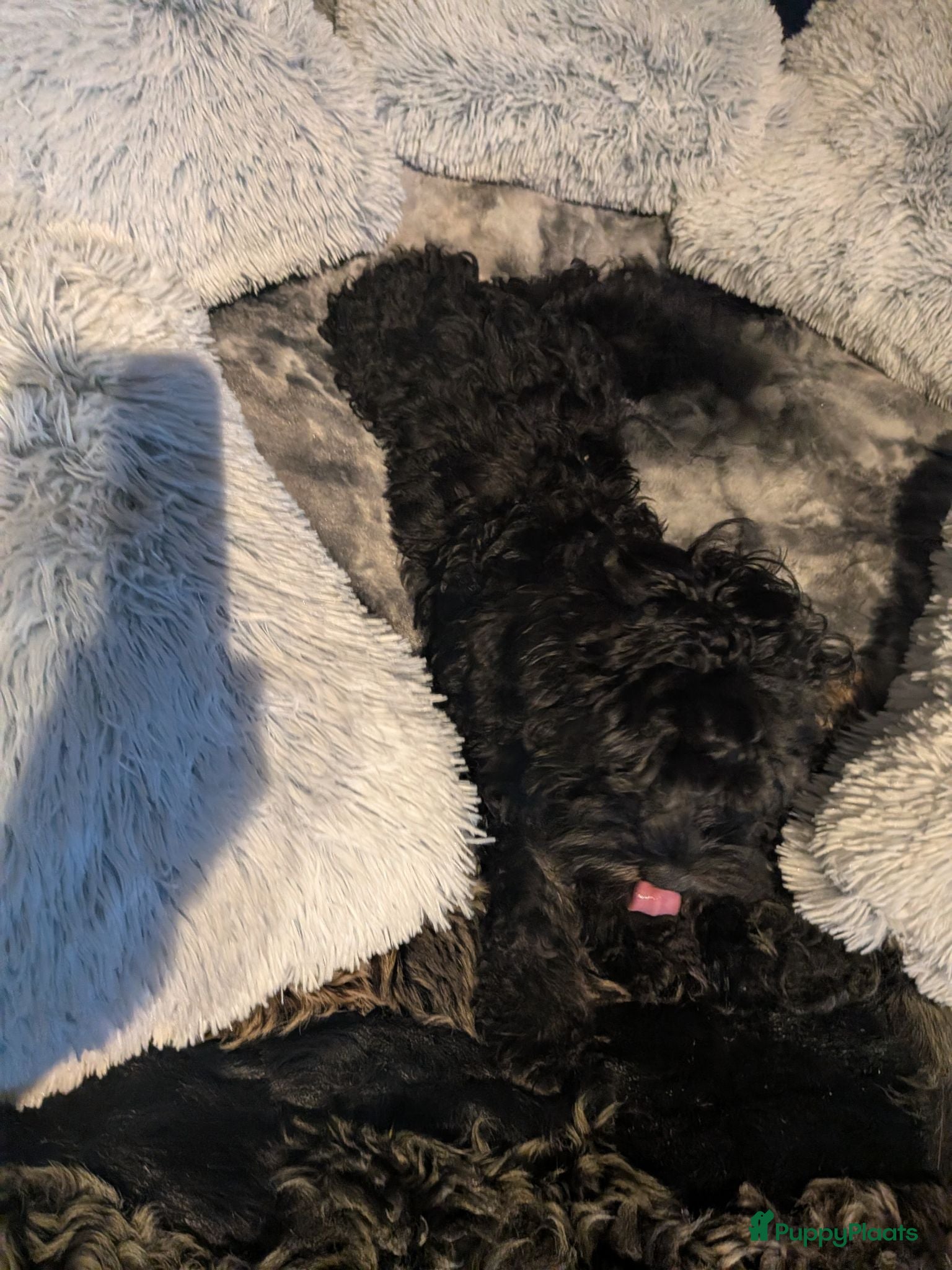 Labradoodle honden Toy Poedel 🐕 Doodle Mini 🐕 OudersGetest ! - Advertentie 2