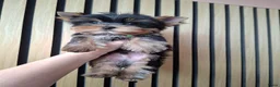 Yorkshire Terriër honden te koop: Yorkshire Terriër pups zoeken een huis  - Advertentie 3