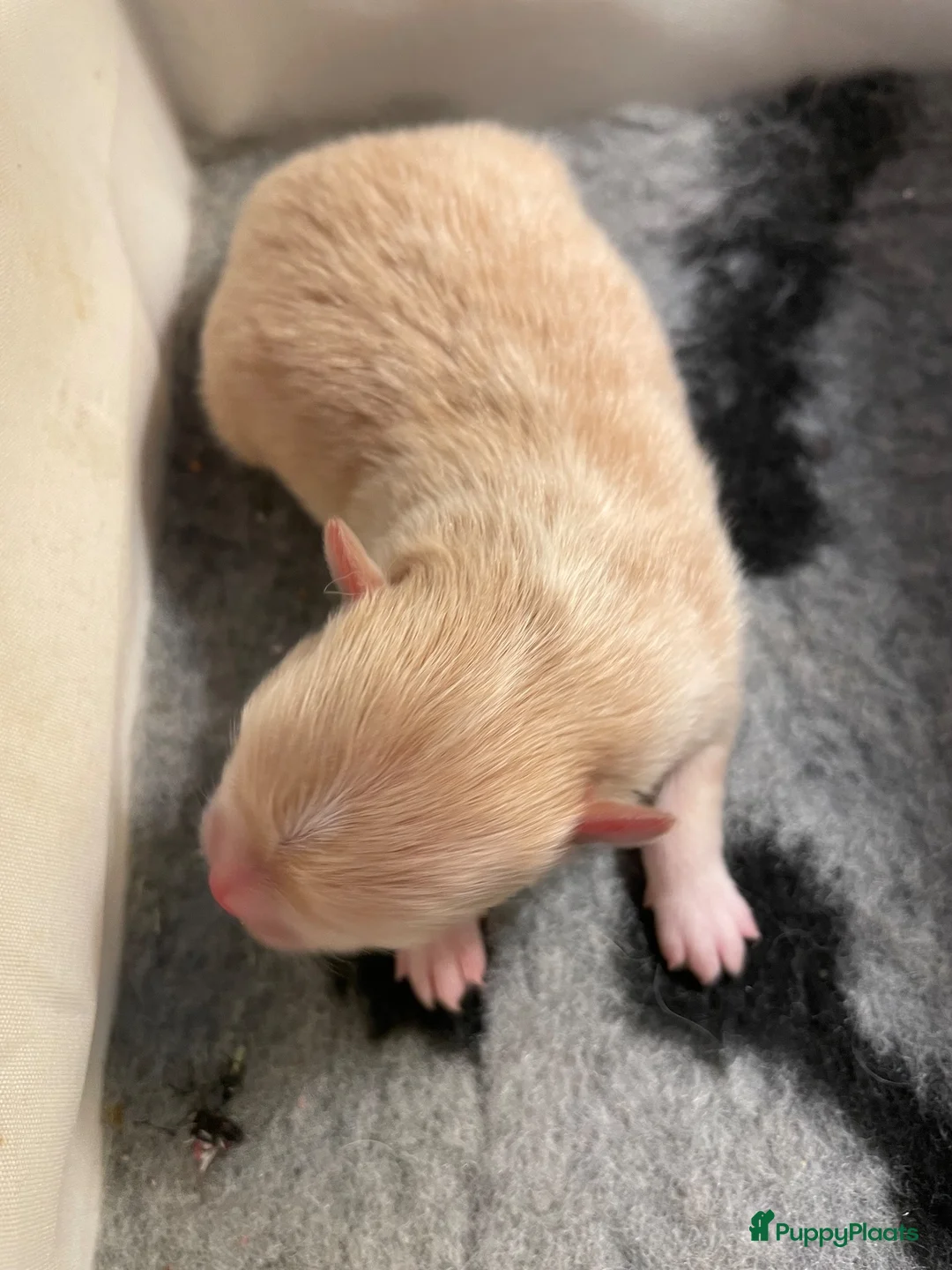 Pomeriaan honden te koop: 2 Prachtige pomeriaan pups🩷💙 - Advertentie 2