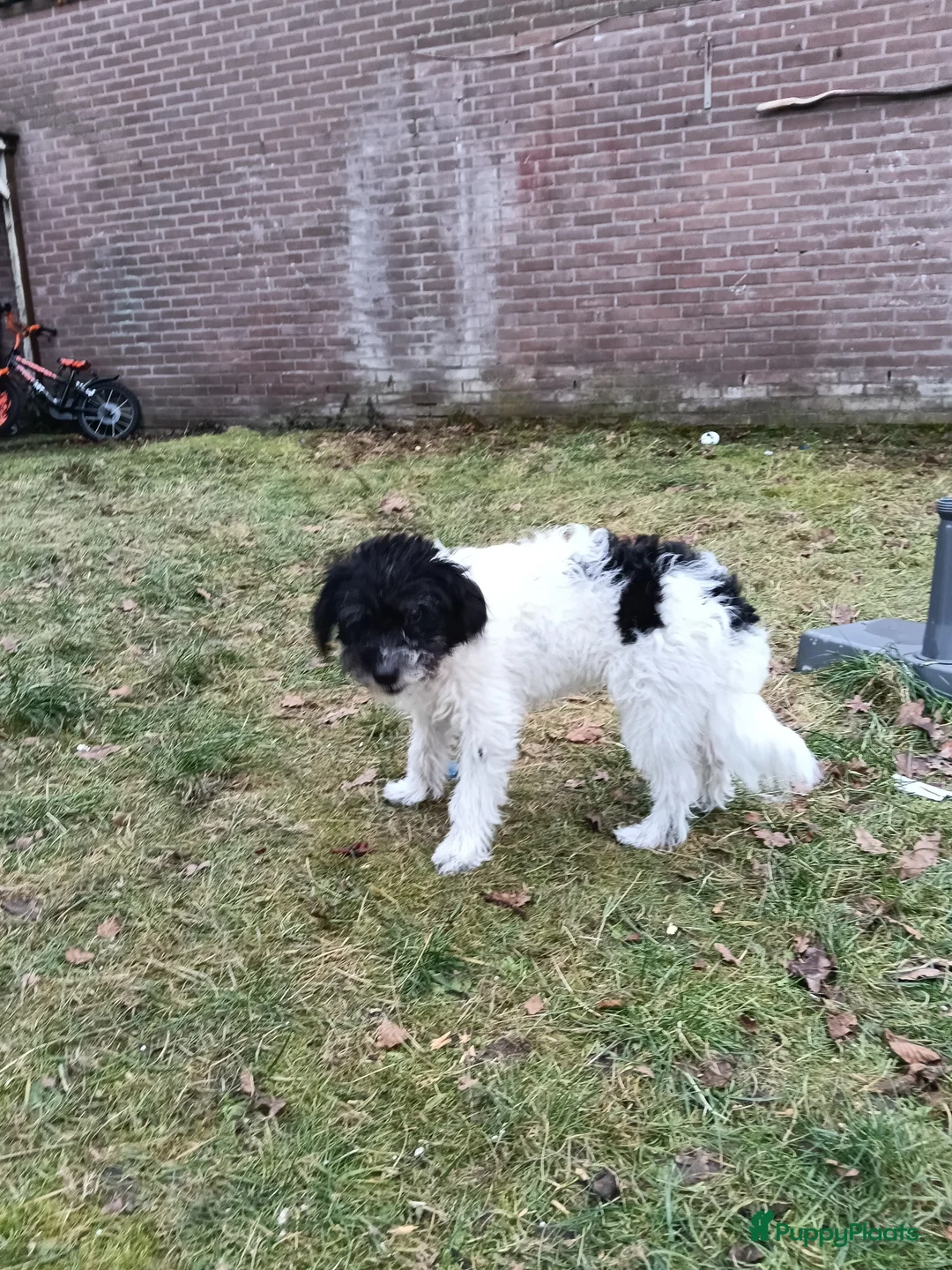 Kruising honden te koop: Maltipoo pup - Advertentie 3