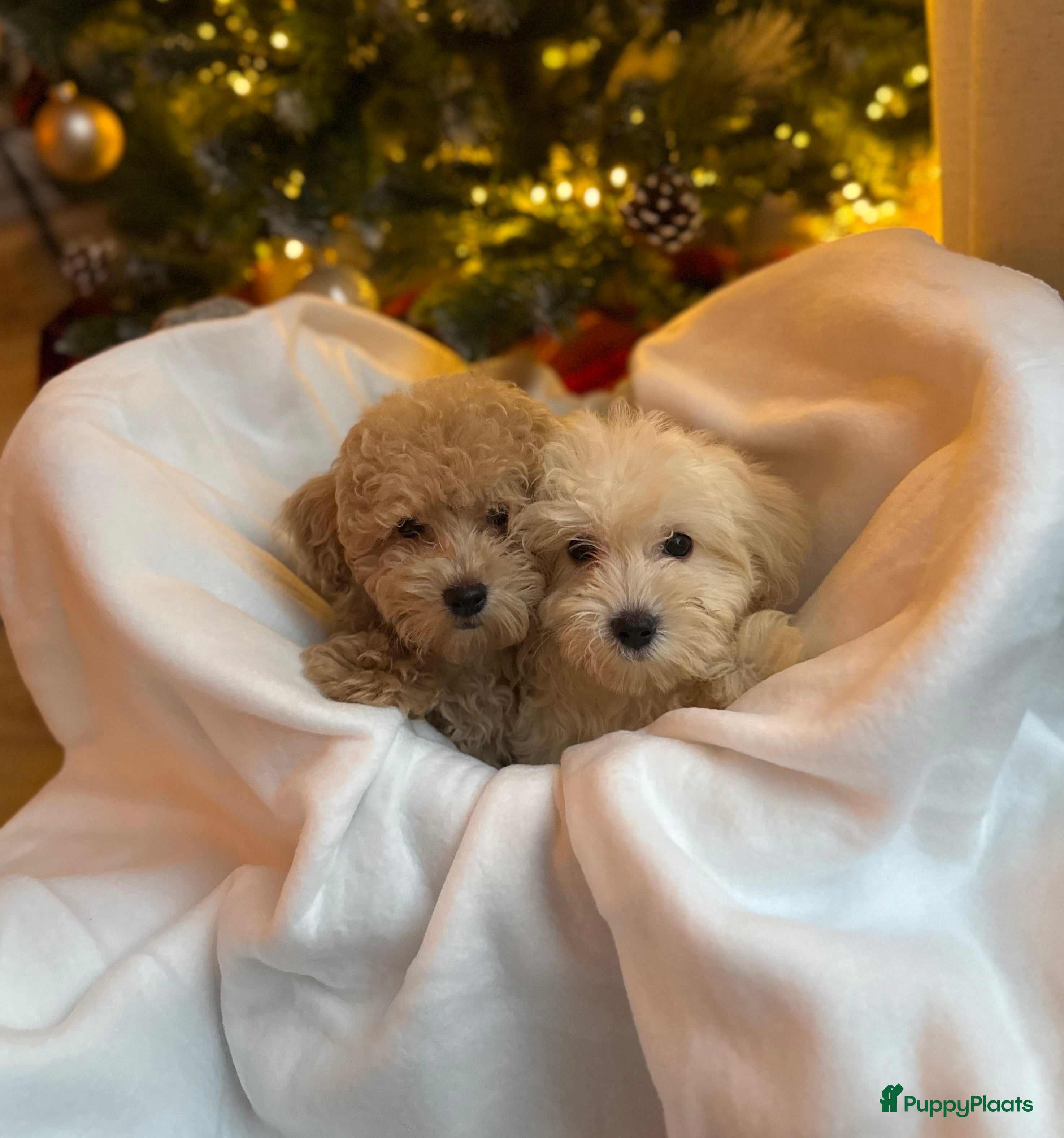 Maltipoo honden Mini Maltipoo Pups – Premium F1 - Advertentie 2
