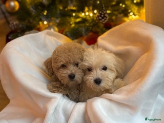 Maltipoo honden Mini Maltipoo Pups – Premium F1 - Advertentie 2