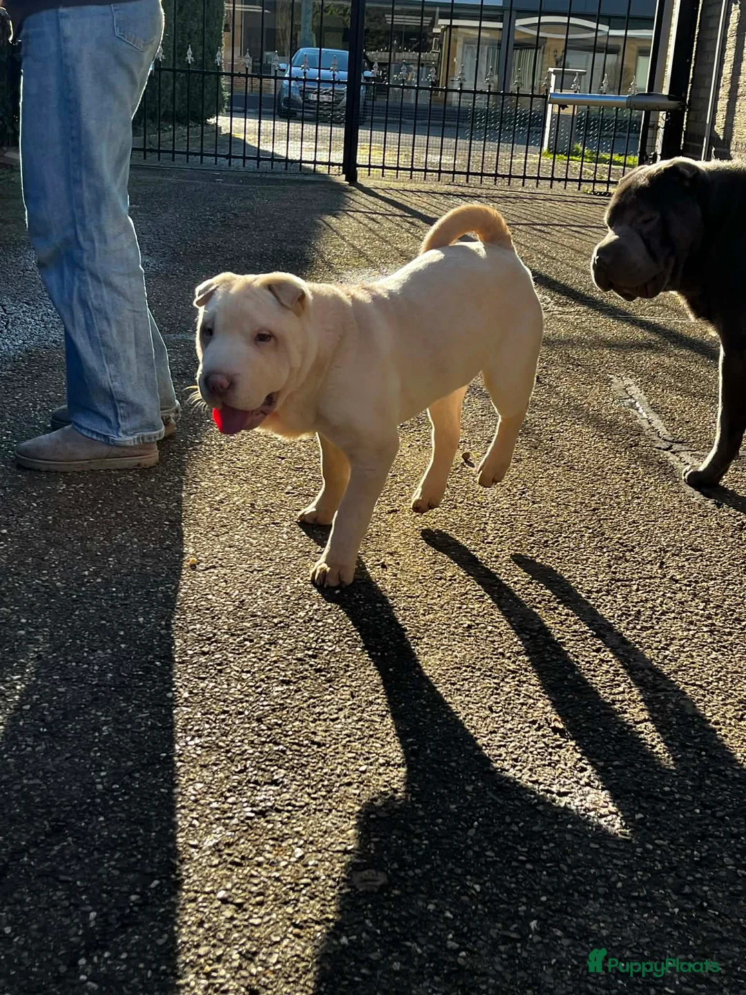 Shar Pei honden te koop:  Sharpei - Advertentie 3