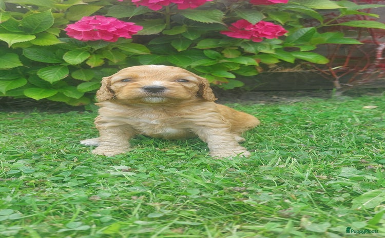 Cockapoo honden - Advertentie 1