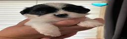Shih Tzu honden te koop: te koop in Ritthem - Advertentie 4
