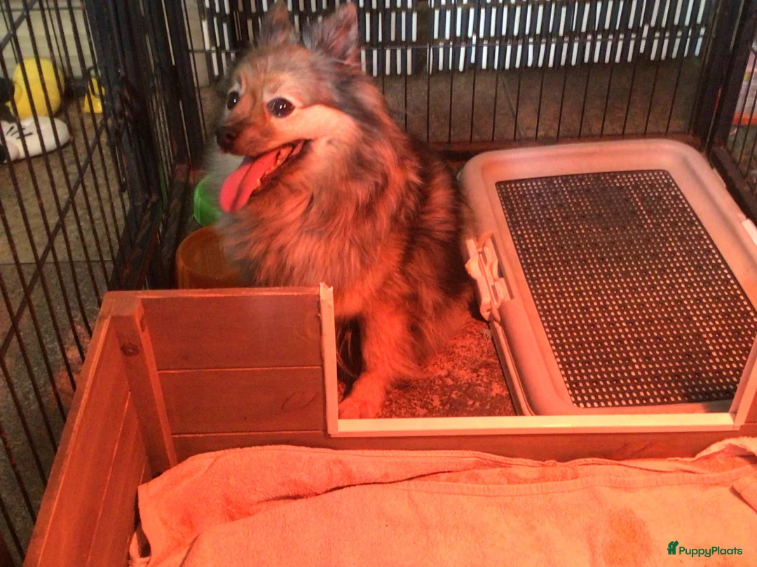 Pomeriaan honden te koop: Pomeranian reutje - Advertentie 8