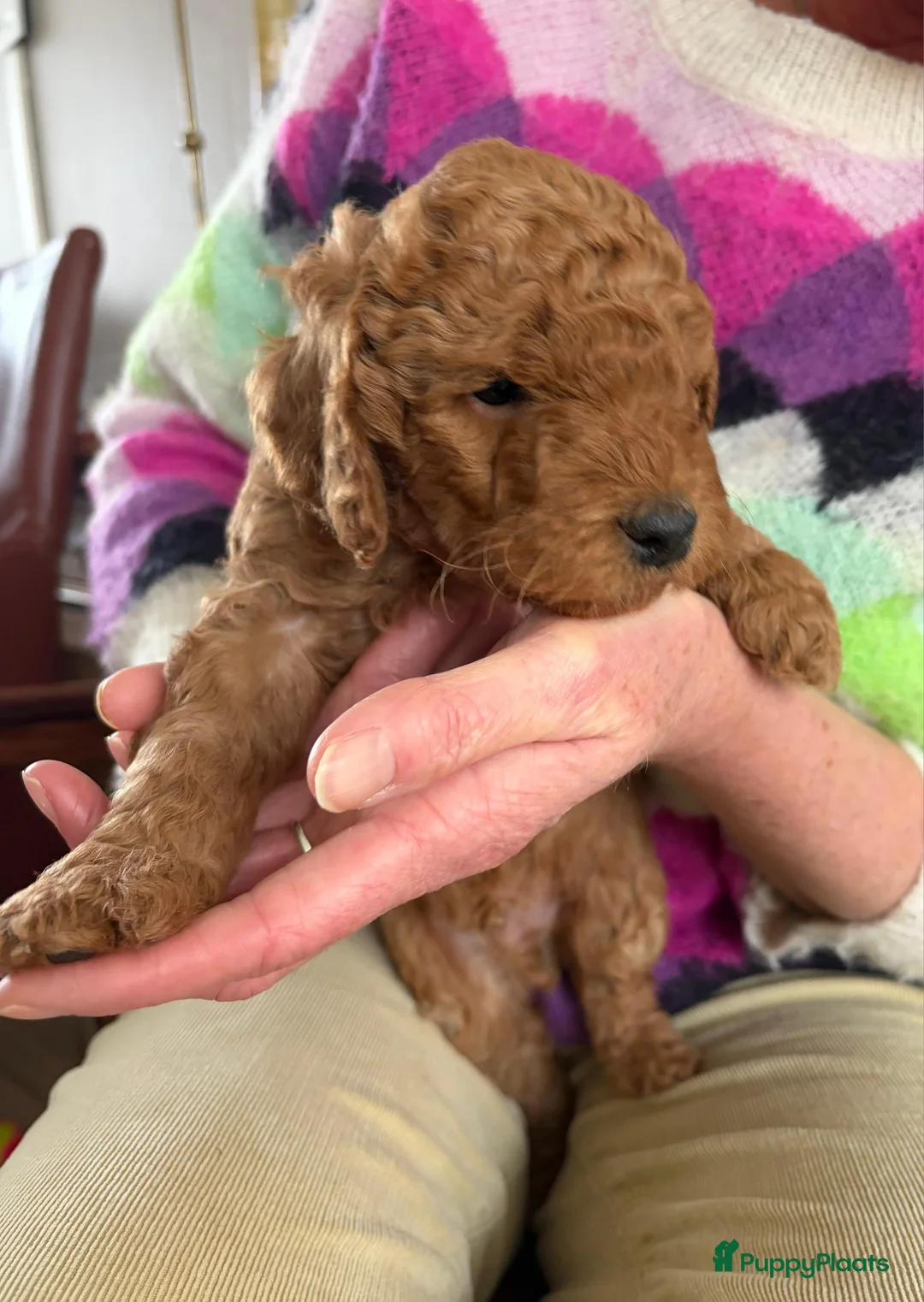 Kruising honden te koop: Labradoodle pups medium multigen (geb. 17 jan 2026 - Advertentie 3