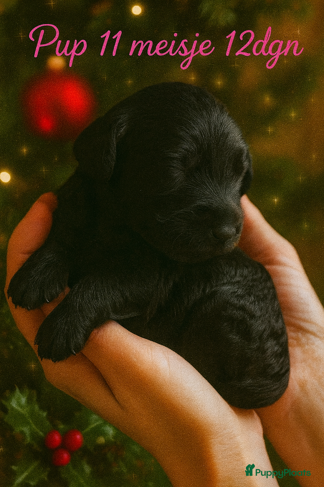 Labradoodle honden te koop: ✨ Liefdevol opgegroeide pups enkele te reserveren - Advertentie 13
