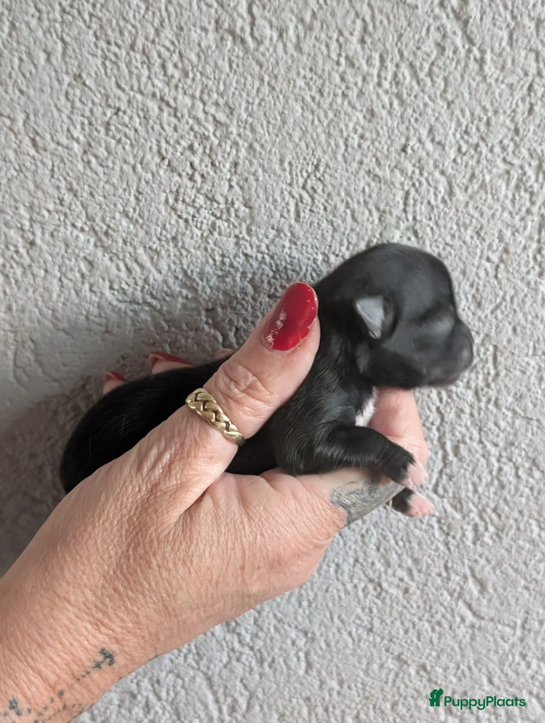 Chihuahua honden te koop: raszuiver chihuahua puppy teefje - Advertentie 1