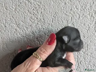 Chihuahua honden raszuiver chihuahua puppy teefje - Advertentie 1