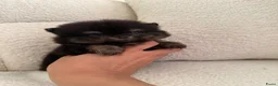 Pomeriaan honden te koop: Pomeranian pomeriaan pups  - Advertentie 15