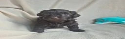 Kruising honden te koop: Lieve mini boompoo  - Advertentie 8