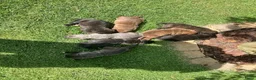 Cane Corso honden te koop: Cane Corso - Advertentie 4