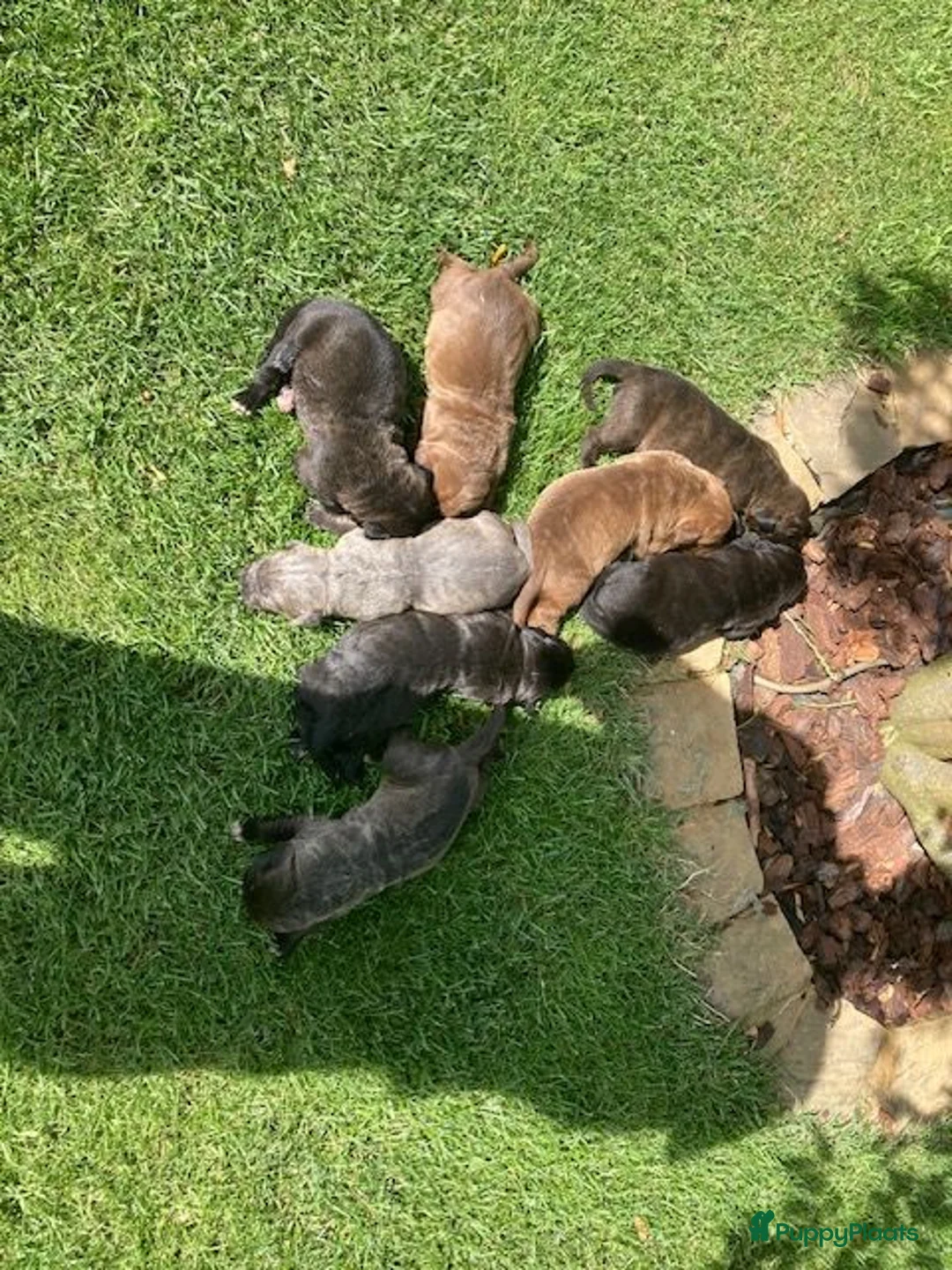 Cane Corso honden te koop: Cane Corso - Advertentie 4