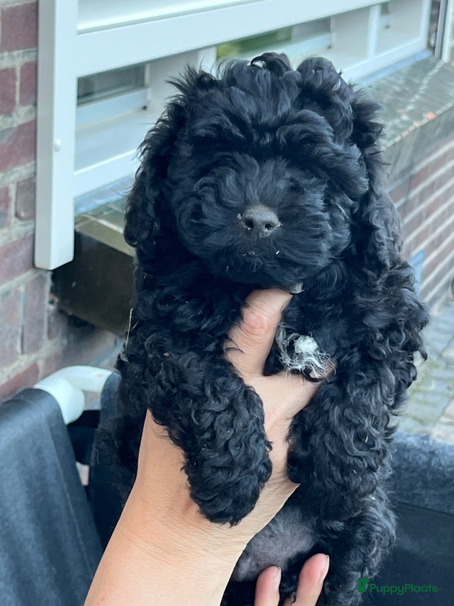 Maltipoo honden Maltipoo - Advertentie 6