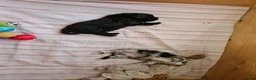 Shihpoo honden te koop: Shihpoo pup - Advertentie 3