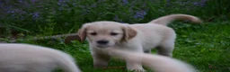 Golden Retriever honden te koop: Golden Retriever pup met stamboom - Advertentie 5