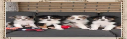 Australian Shepherd honden te koop: Prachtige australian shepherd pups mogen verhuizen in Gouderak - Advertentie 7