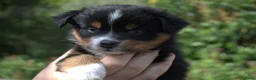 Australian Shepherd honden te koop: Miniature American Shepherd - Advertentie 2