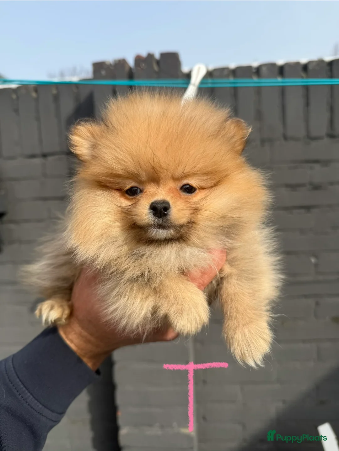 Pomeriaan honden te koop: Pomeriaan pups - Advertentie 1