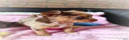 Chihuahua honden te koop: NOG TWEE schattige chihuahua puppys!! - Advertentie 8