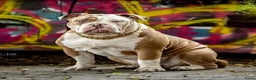 Old English Bulldog honden te koop: Old english bulldog pup mag nest verlaten  - Advertentie 8