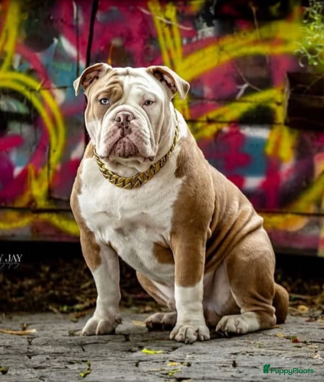 Old English Bulldog honden te koop: Old english bulldog pup mag nest verlaten  - Advertentie 8