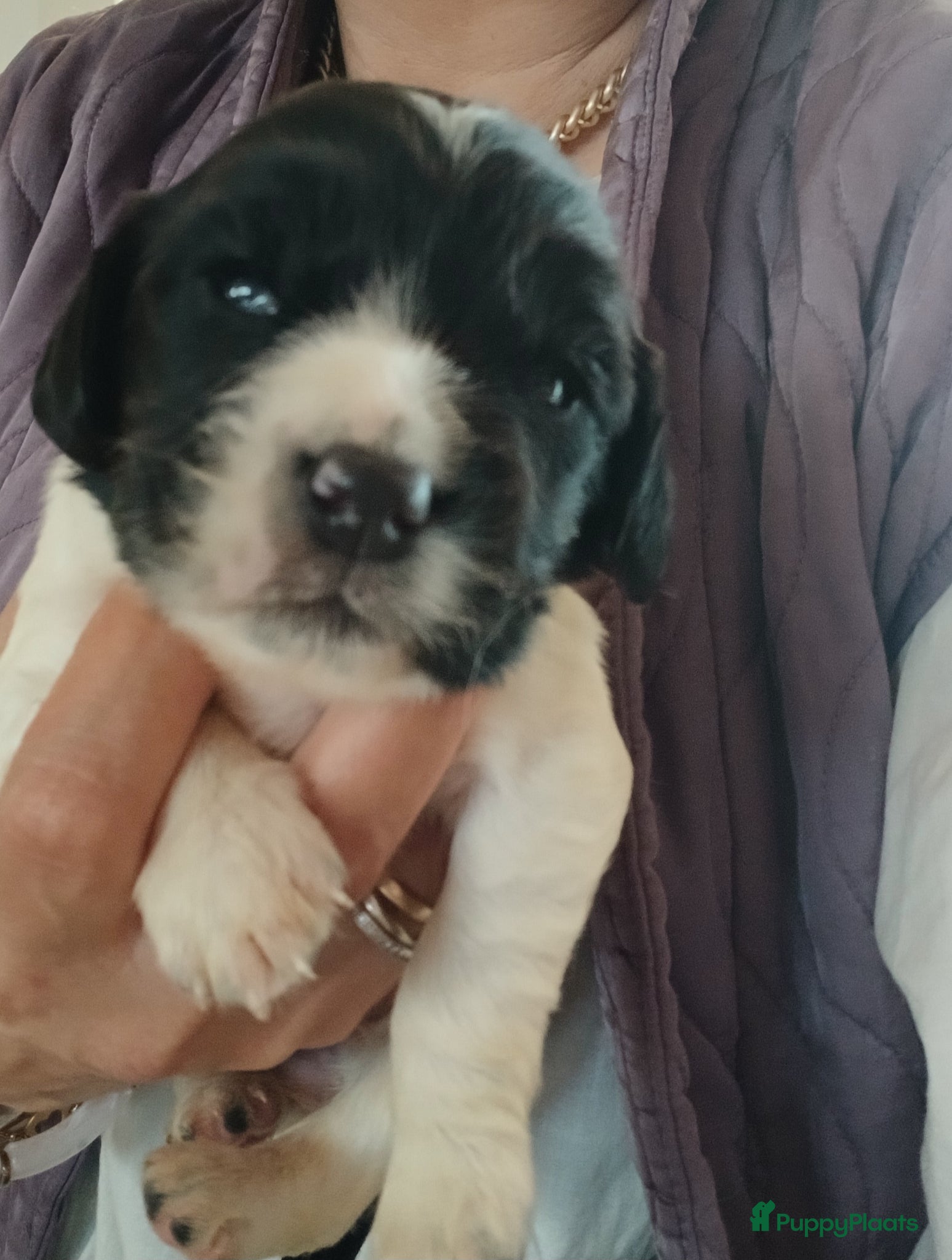Engelse Springer Spaniel honden Engelse Springer Spaniel pups met stamboom - Advertentie 2